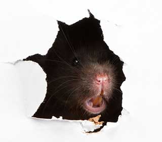 Rodent Proofing | Attic Cleaning Sherman Oaks, CA Rodent Proofing | Attic Cleaning Sherman Oaks, CA