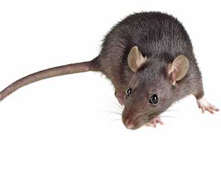 Protection from Rodents | Attic Cleaning Sherman Oaks, CA Protection from Rodents | Attic Cleaning Sherman Oaks, CA